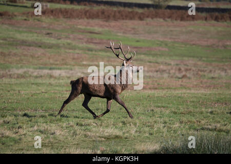 Red Deer stag avec grand panache Cervus elaphus trottant à travers un parc dans la fin de l'automne Banque D'Images