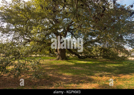 Arbre de chêne de l'émancipation de l'Université de Hampton en Virginie Banque D'Images