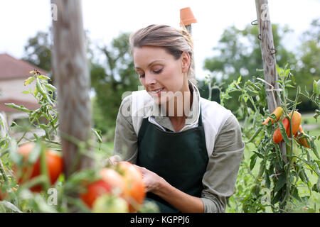 Femme en cuisine jardin picking tomatoes Banque D'Images