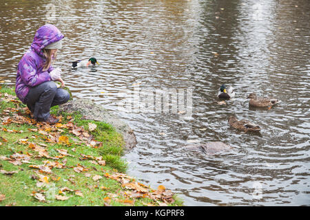 Petite fille rss canards sur un lac coast in autumn park Banque D'Images