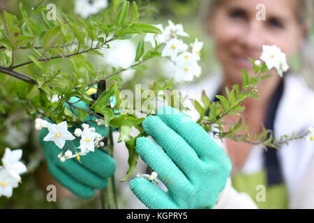 Senior woman cultiver des fleurs Banque D'Images