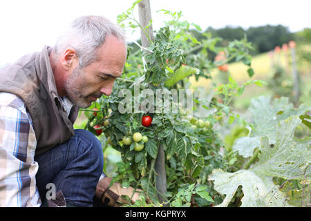 Man cuisine jardin picking vegetables Banque D'Images