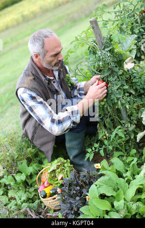 Man cuisine jardin picking vegetables Banque D'Images