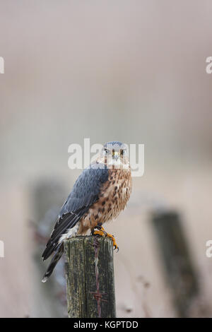 Un Faucon émerillon Falco columbarius,,assis sur un poteau de clôture. Banque D'Images