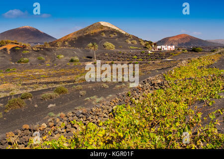 Vignobles poussant sur des cendres volcaniques. Région de la Geria. Île de Lanzarote. Îles Canaries Espagne. Europe Banque D'Images