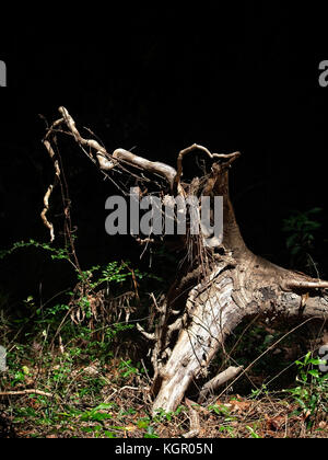 Spring TX USA - Oct 17, 2017 - racines d'un arbre tombé dans les bois par une journée ensoleillée Banque D'Images