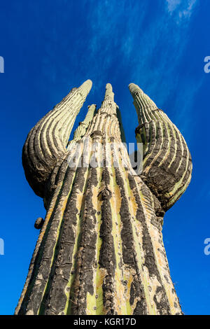 Vue grand angle jusqu'Saguaro cactus près du lac de Bartlett Tonto National Forest dans le comté de Maricopa Au nord-est de Phoenix, Arizona, USA. Banque D'Images