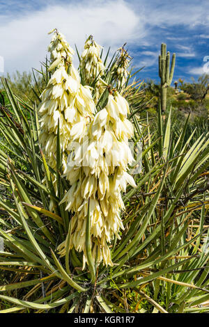 Fleurs de yucca avec cactus Saguaro en arrière-plan de la région du lac Bartlett Tonto National Forest dans le comté de Maricopa Au nord-est de Phoenix, Arizona, USA. Banque D'Images