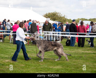 Dame montrant d'énormes Irish Wolfhound dans dog show ring Banque D'Images