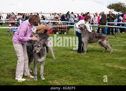 Dame montrant d'énormes Irish Wolfhound dans dog show ring Banque D'Images