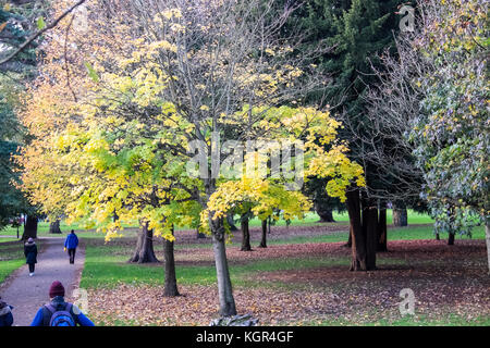 Bute Park,Automne,automne feuillage,,arbres,verdure,vert,espaces verts,,Cardiff Caerdydd,capital,South Glamorgan, Wales, UK,Gallois,Royaume-Uni, Europe, Banque D'Images