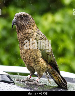 Nestor notabilis kea perroquet de montagne en ile sud Nouvelle zelande Banque D'Images