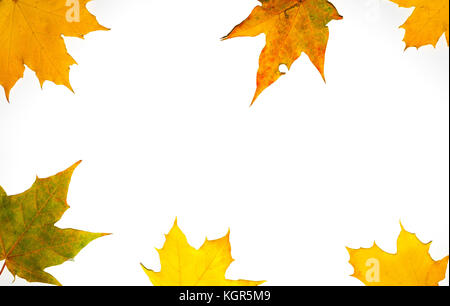 Carte d'automne couleur des feuilles tomber isolé sur fond blanc Banque D'Images