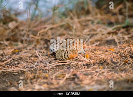 Jungle mâle Caille, Bush (Perdicula asiatica), Parc national de Keoladeo Ghana, Bharatpur, Rajasthan, Inde Banque D'Images