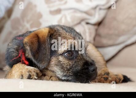Border Terrier puppy lying on chair Banque D'Images
