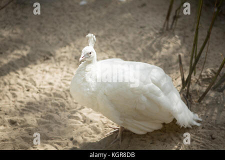 Paon blanc debout Banque D'Images