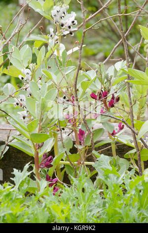 Fève Vicia faba 'Witkiem' et 'Crimson flowered', Pays de Galles, Royaume-Uni Banque D'Images