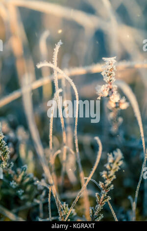 Belles plantes de marais dans un matin glacial en automne. faible profondeur de champ. Banque D'Images