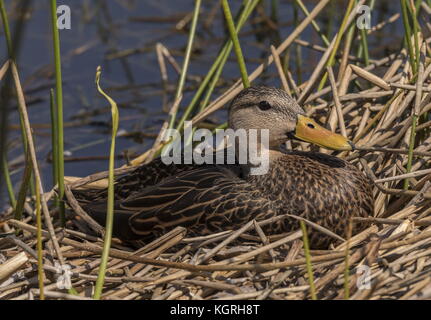 Anas fulvigula tacheté, canard, sur la Floride, les terres humides de l'hiver. Banque D'Images