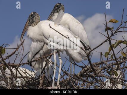 Stork Mycteria americana, bois, à la niche en colonie de nidification, en Floride. Banque D'Images