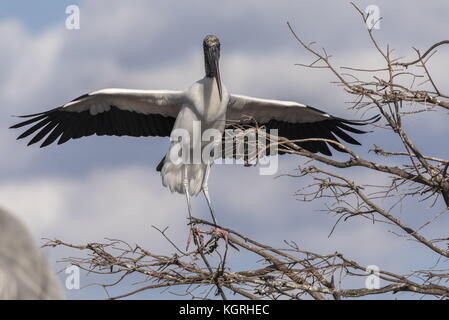 Stork Mycteria americana, bois, perché en colonie de nidification, la Floride du sud. Banque D'Images