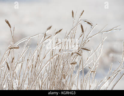 De l'herbe sèche couverte de glace sur un fond de neige sur une journée ensoleillée Banque D'Images