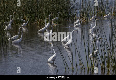 Grand groupe de la grande aigrette Ardea alba, également connu sous le nom de great white egret, que l'American sous-espèce Ardea alba egretta ; en Floride. Banque D'Images