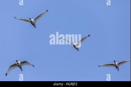 Rassemblement d' Ibis blancs américains, Eudocimus albus en vol, en Floride. Banque D'Images