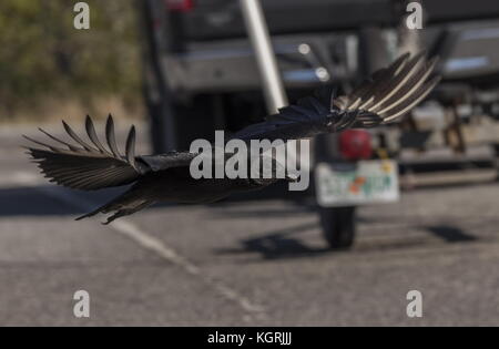 Urubu noir américain, Coragyps atratus en vol dans un parking, en Floride. Banque D'Images