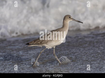 Willet, Catoptrophorus semipalmatus, comme des sous-espèces Catoptrophorus semipalmatus semipalmata, dans l'alimentation d'hiver le long de la rive, en Floride. Banque D'Images