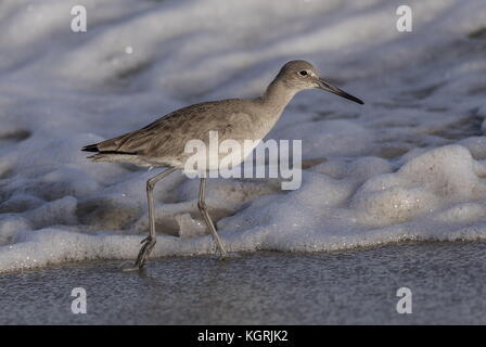 Willet, Catoptrophorus semipalmatus, comme des sous-espèces Catoptrophorus semipalmatus semipalmata, dans l'alimentation d'hiver le long de la rive, en Floride. Banque D'Images