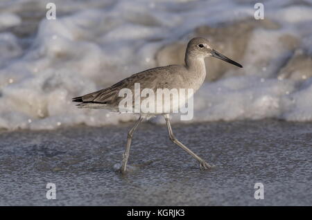 Willet, Catoptrophorus semipalmatus, comme des sous-espèces Catoptrophorus semipalmatus semipalmata, dans l'alimentation d'hiver le long de la rive, en Floride. Banque D'Images