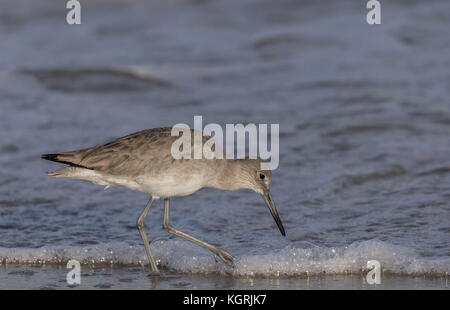 Willet, Catoptrophorus semipalmatus, comme des sous-espèces Catoptrophorus semipalmatus semipalmata, dans l'alimentation d'hiver le long de la rive, en Floride. Banque D'Images