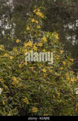 Jessamine jaune ou Carolina jasmin, Gelsemium sempervirens en fleurs en Géorgie. Banque D'Images