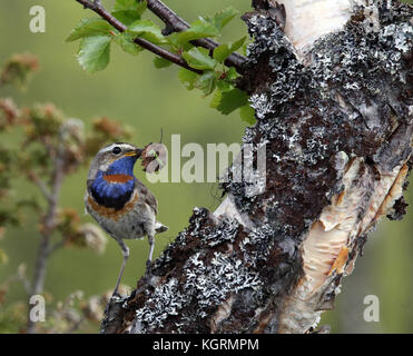 Bluethroat, Luscinia svecica assis sur l'arbre de bouleau avec des insectes catchés Banque D'Images