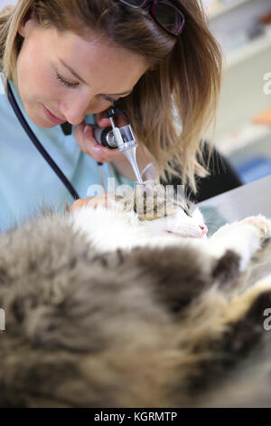 L'examen vétérinaire l'infection de l'oreille de chat Banque D'Images