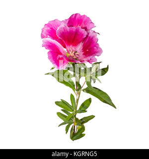 Godetia flower isolated. Une succursale de belle rose et violet fleurs de printemps Banque D'Images