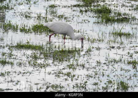 Spatule d'Afrique (Platalea alba) Banque D'Images