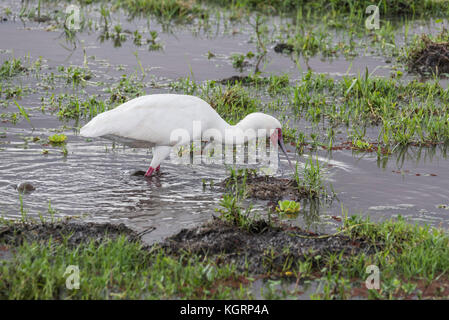Spatule d'Afrique (Platalea alba) Banque D'Images