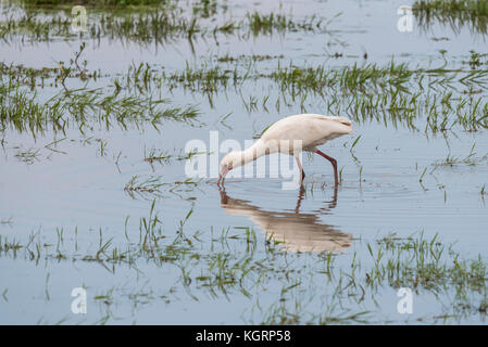 Spatule d'Afrique (Platalea alba) Banque D'Images