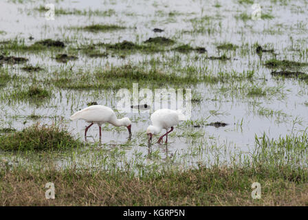 Spatule d'Afrique (Platalea alba) Banque D'Images