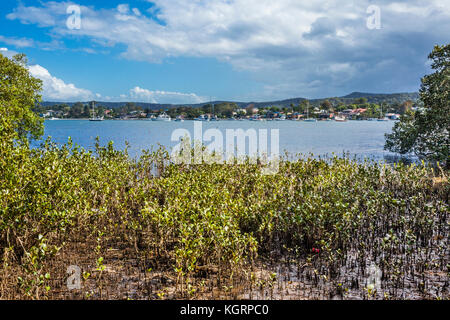 L'Australie, Nouvelle Galles du Sud, Central Coast, East Gosford, l'amitié à pied de bush et sur les habitats de mangroves Banque D'Images