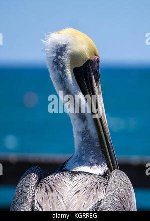 Pelican à Dania Beach, Floride Pêche pier Banque D'Images