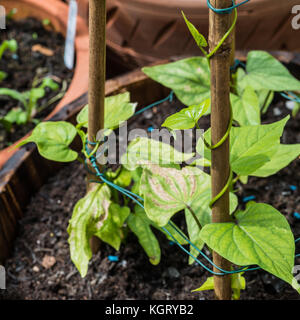 Un plan macro sur une gloire du matin la liquidation de la vrille une canne de bambou. Banque D'Images