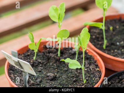 Un plan macro sur certains semis de pois. Banque D'Images