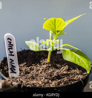Une macro vue d'un petit piment naga plantule. Banque D'Images