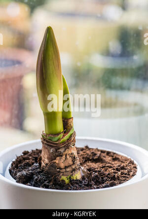 Un plan macro sur l'émergence d'amaryllis minerva usine. Banque D'Images