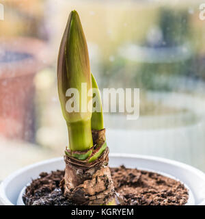 Un plan macro sur l'émergence d'amaryllis minerva usine. Banque D'Images