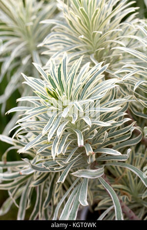 Euphorbia characias 'tasmanian tiger' plante. Banque D'Images