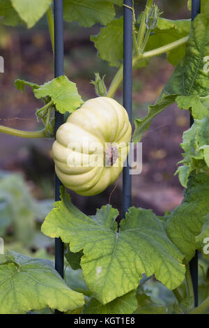 Curcubita pepo. pumpkin s'accroître par le fer forgé. Banque D'Images